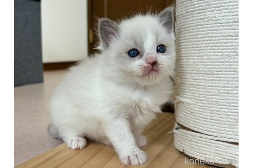 成約済の千葉県のラグドール-101868の2枚目