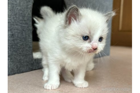 成約済の千葉県のラグドール-101868の4枚目