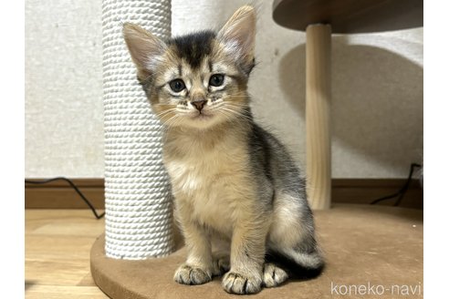 成約済の千葉県のソマリ-100601の6枚目