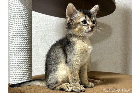成約済の千葉県のソマリ-100601の4枚目