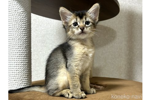 成約済の千葉県のソマリ-100601の3枚目