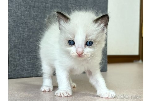 成約済の千葉県のラグドール-101871の2枚目