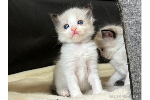 成約済の千葉県のラグドール-101871の3枚目