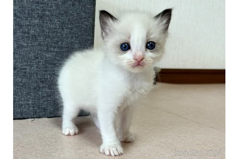 成約済の千葉県のラグドール-101871の1枚目