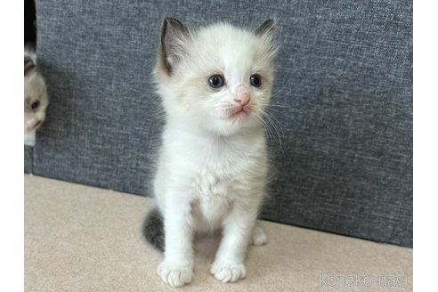 成約済の千葉県のラグドール-101873の3枚目