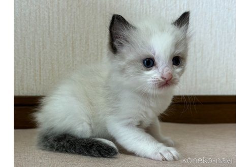 成約済の千葉県のラグドール-101873の4枚目