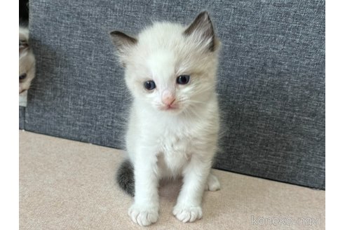 成約済の千葉県のラグドール-101873の2枚目