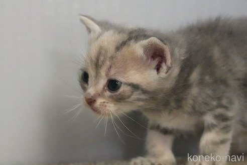 成約済の埼玉県のアメリカンショートヘア-101872の20枚目