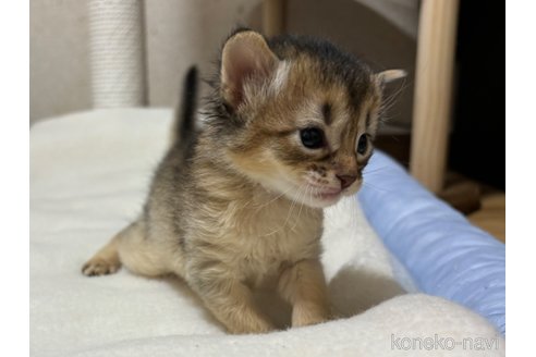 成約済の千葉県のソマリ-100603の2枚目