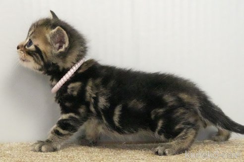 成約済の埼玉県のアメリカンショートヘア-101881の14枚目