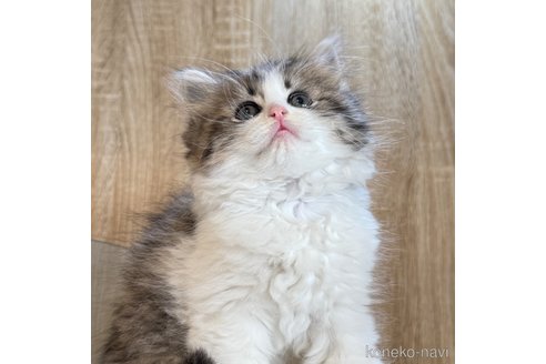 成約済の大阪府のラガマフィン-101885の2枚目