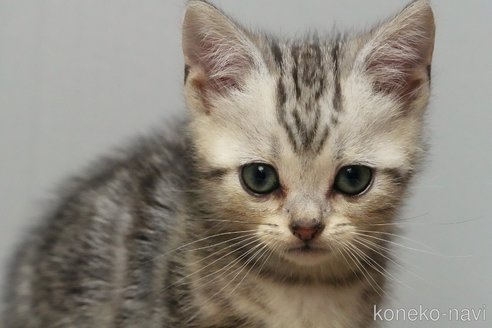成約済の埼玉県のアメリカンショートヘア-99500の1枚目