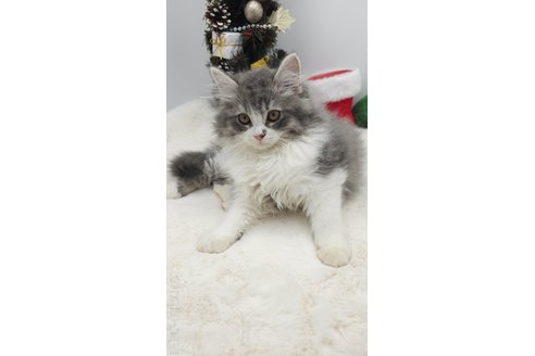 成約済の埼玉県のサイベリアン-97490の2枚目