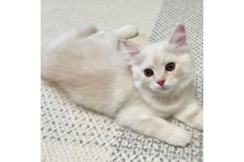 成約済の愛知県のミヌエット-95964の5枚目