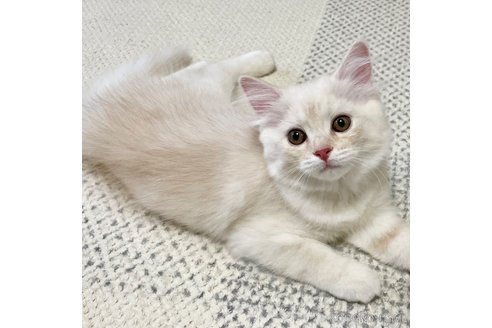成約済の愛知県のミヌエット-95964の4枚目