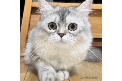 成約済の愛知県のミヌエット-85376の14枚目