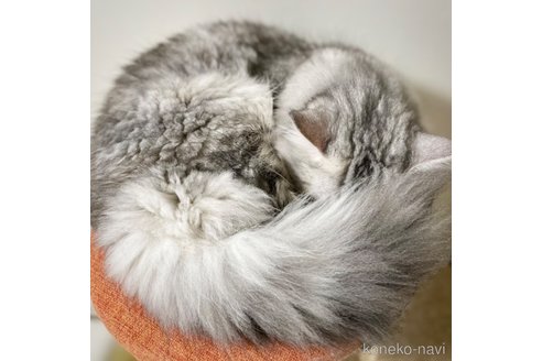 成約済の愛知県のミヌエット-85376の12枚目