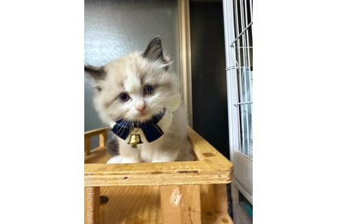 成約済の大阪府のラグドール-101904の1枚目