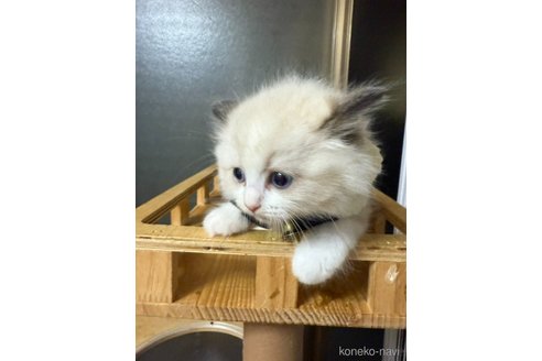 成約済の大阪府のラグドール-101905の3枚目