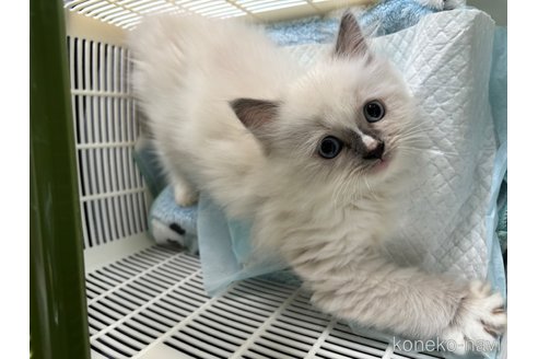 成約済の福岡県のラグドール-101746の8枚目