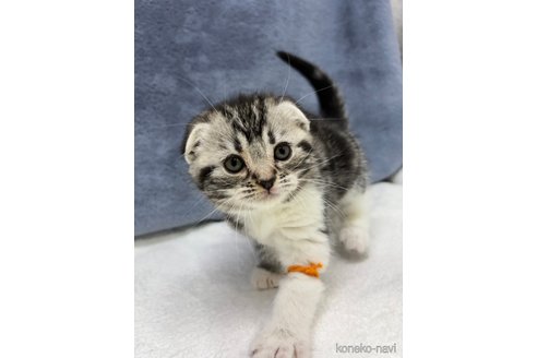 成約済の千葉県のスコティッシュフォールド-100791の2枚目