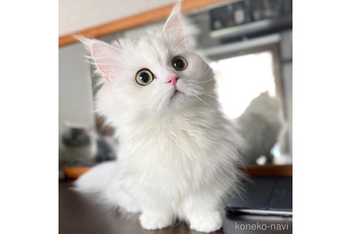 みぬおちゃん1枚目