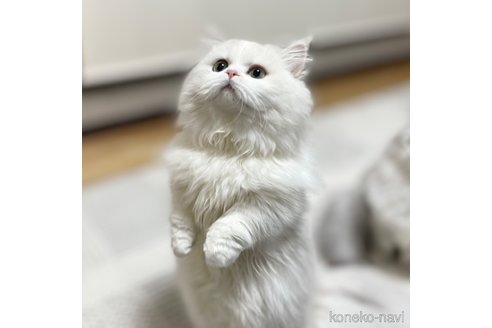 みぬおちゃん1枚目