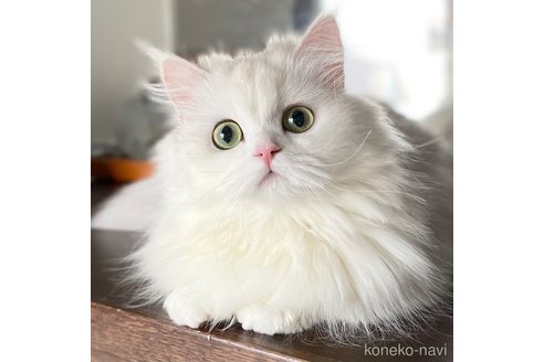 みぬおちゃん1枚目