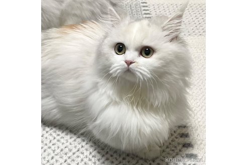 みぬおちゃん1枚目