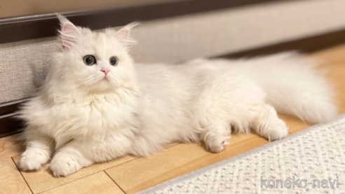 みぬおちゃん1枚目