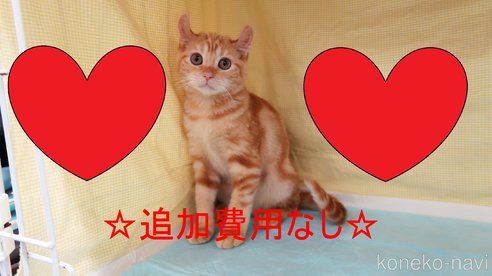 成約済の東京都のアメリカンカール-97553の1枚目