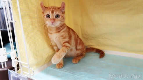 成約済の東京都のアメリカンカール-97553の2枚目