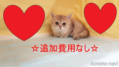 成約済の東京都のペルシャ-99359の1枚目