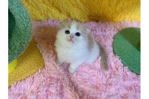 成約済の大阪府のスコティッシュフォールド(折れ耳)-99770の2枚目