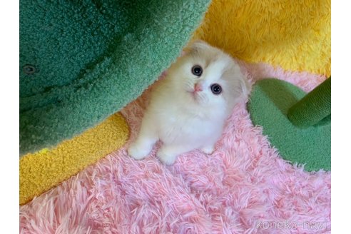 成約済の大阪府のスコティッシュフォールド(折れ耳)-99770の3枚目