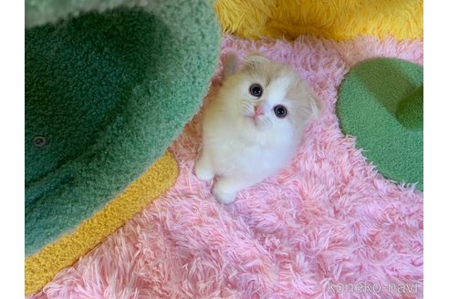 成約済の大阪府のスコティッシュフォールド(折れ耳)-99770の1枚目