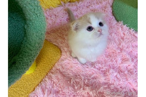 成約済の大阪府のスコティッシュフォールド(折れ耳)-99770の4枚目