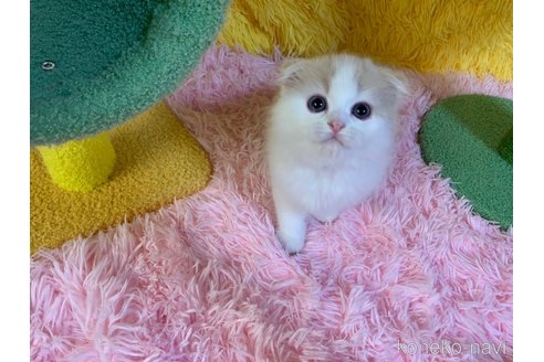 成約済の大阪府のスコティッシュフォールド(折れ耳)-99770の5枚目