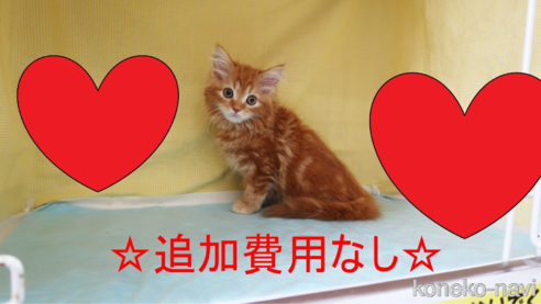 成約済の東京都のラガマフィン-100905の1枚目