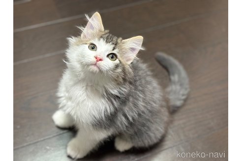 成約済の神奈川県のノルウェージャンフォレストキャット-101931の12枚目