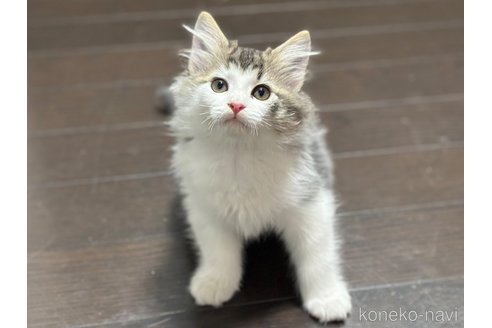 成約済の神奈川県のノルウェージャンフォレストキャット-101931の4枚目