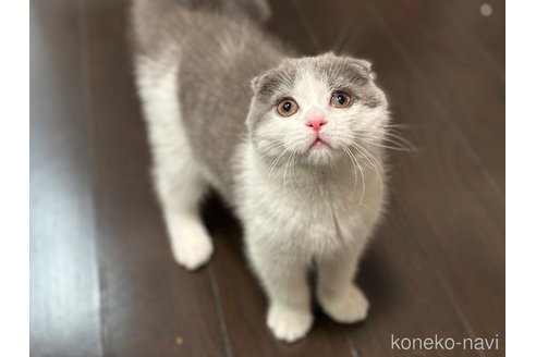 成約済の神奈川県のスコティッシュフォールド(折れ耳)-101933の5枚目