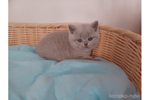 成約済の東京都のブリティッシュショートヘア-101935の9枚目