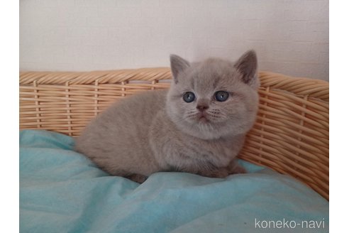 成約済の東京都のブリティッシュショートヘア-101935の2枚目