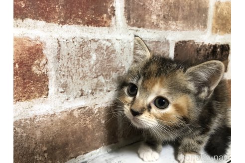 成約済の千葉県のマンチカン-100107の2枚目