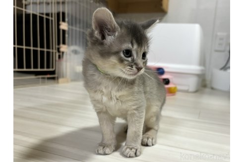 成約済の千葉県のソマリ-101108の5枚目