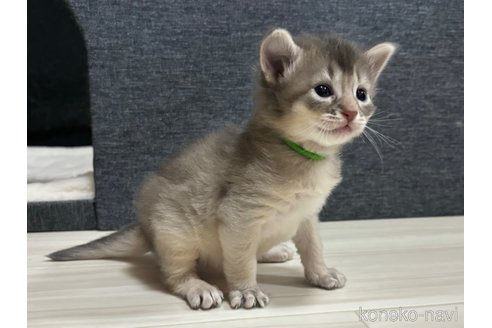 成約済の千葉県のソマリ-101108の2枚目