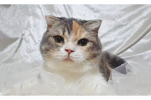 販売中の宮城県のスコティッシュフォールド-101957の1枚目