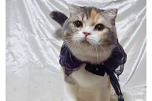 販売中の宮城県のスコティッシュフォールド-101957の5枚目