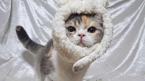 販売中の宮城県のスコティッシュフォールド-101957の4枚目